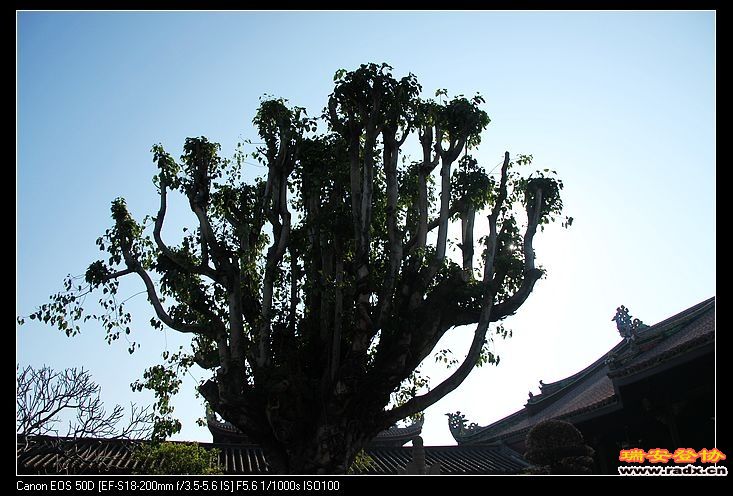 逆光下的菩提树啊，我膜拜敬仰。