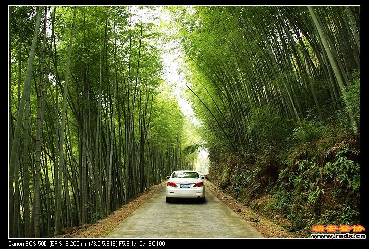 车行绿色海洋。