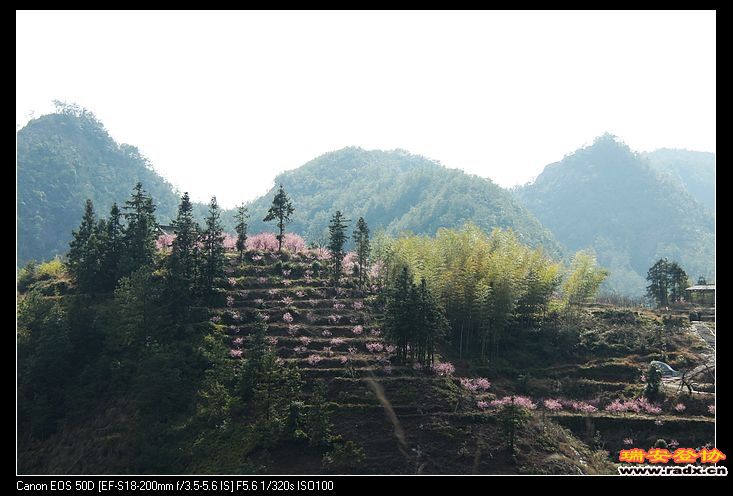 逆光下的桃花园。