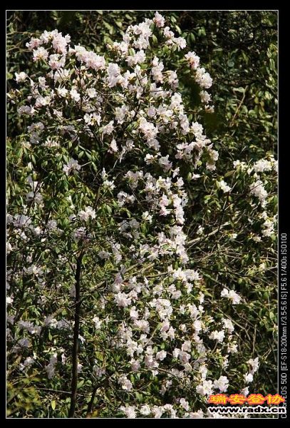 今清明节，几朵鲜花，寄托哀思。