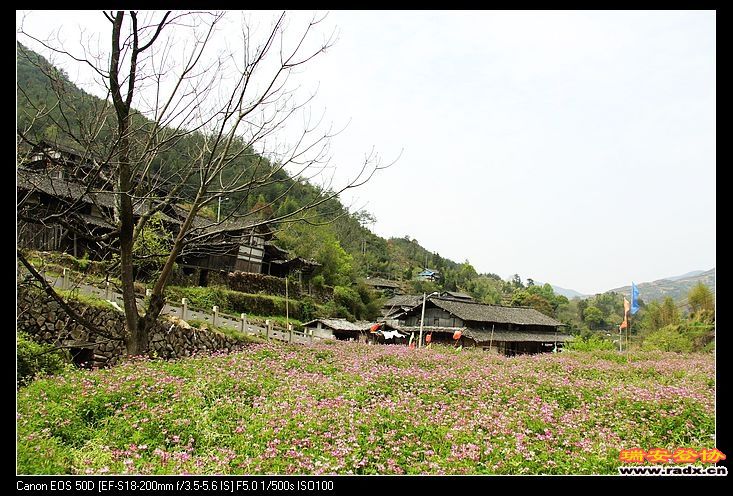 村中的稻田里开满各色的小花，与古村相得益彰。