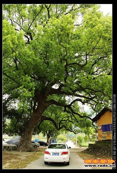 村头一树，一庙，一车，和谐共处。