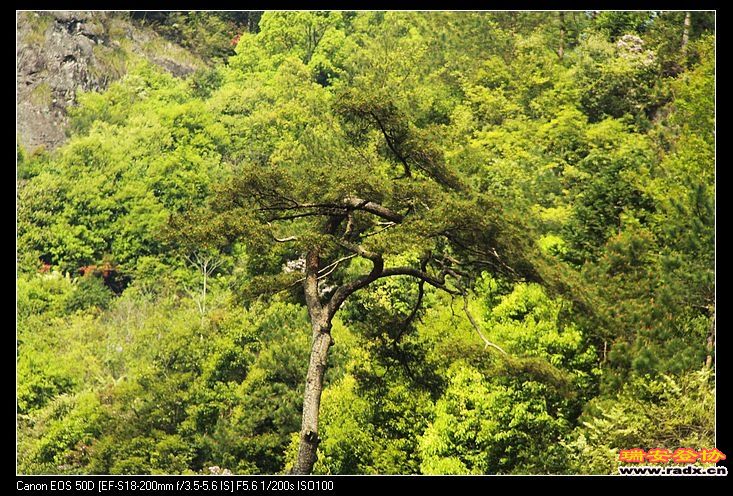 最后以远处的一棵松树作为结局，探访圆满成功！
