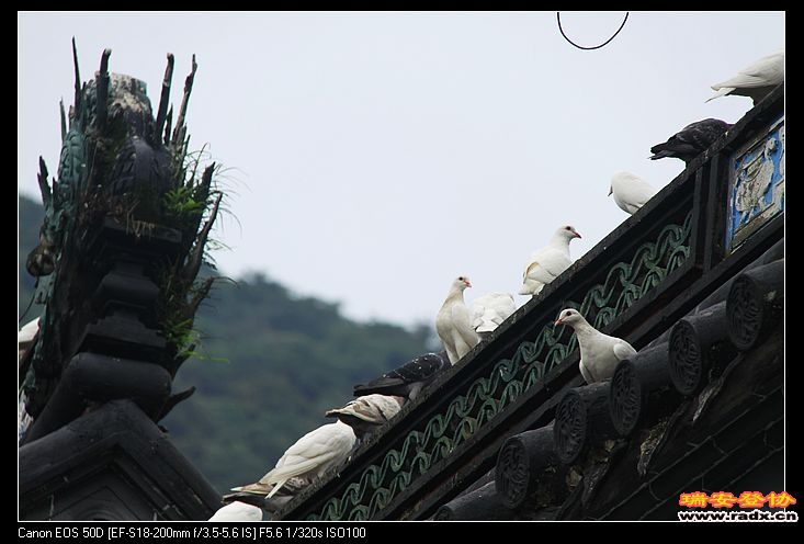 灵气十足的鸽子