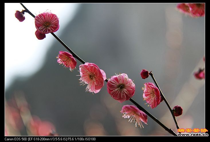 nEO_IMG_IMG_5959.jpg