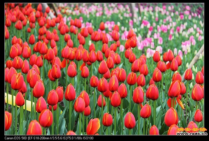 nEO_IMG_IMG_6010.jpg