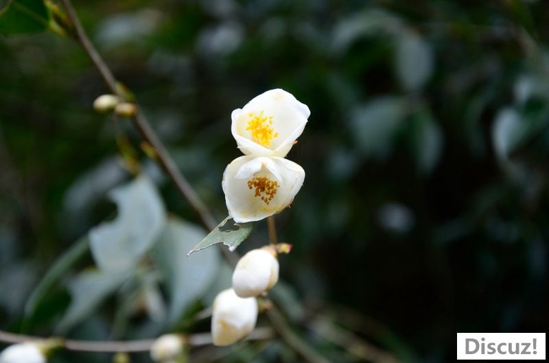 DSC_7053.jpg