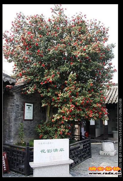 溱潼古镇上的一个宝贝，全中国最大的一棵茶树，800多年历史，花开时最多达3万朵，一般年份达1万朵。