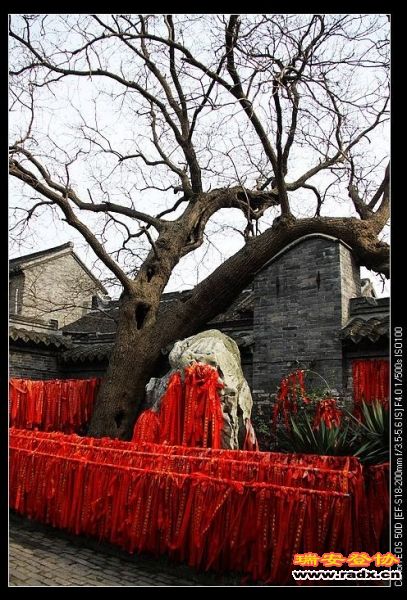 槐树王，唐代，1100多年历史。