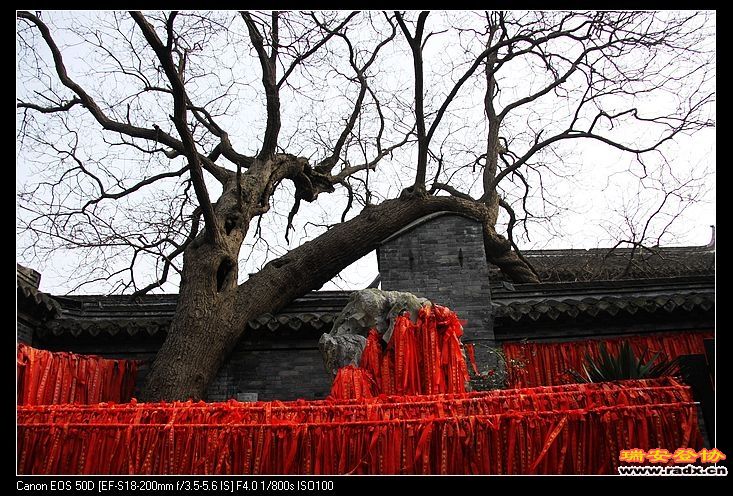 溱潼古镇的老槐树