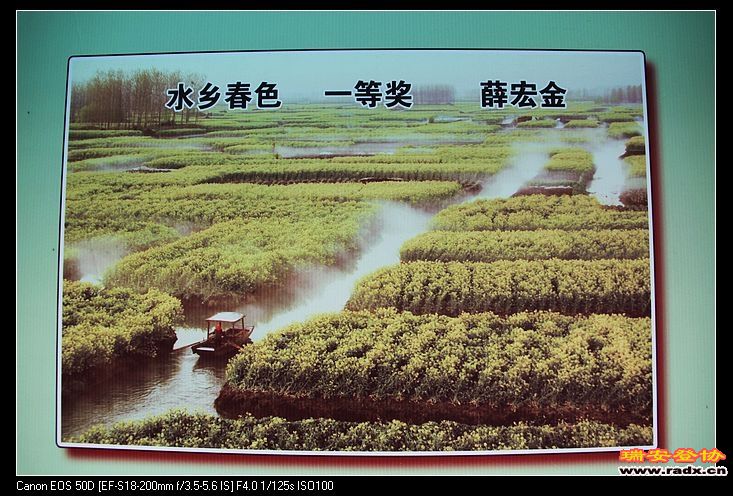 兴化千岛菜花风景（缸顾乡）