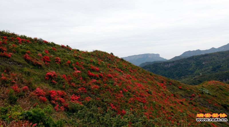 _MG_1725.JPG