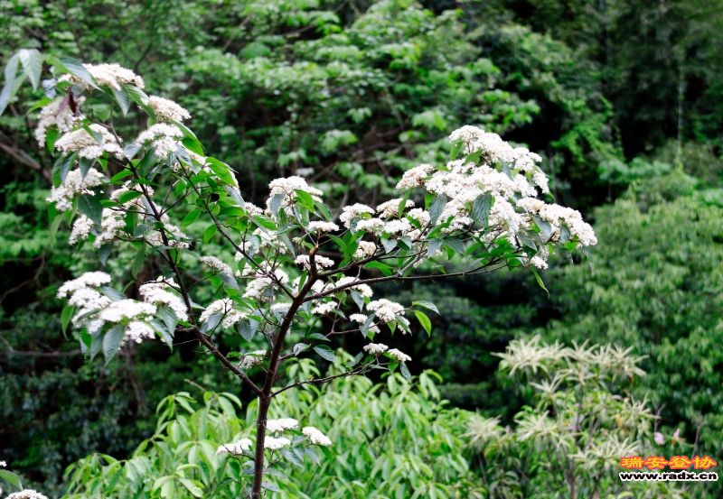 _MG_2608.JPG