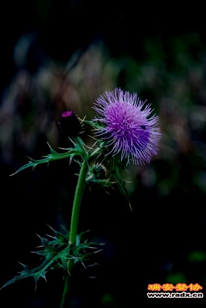 DSC_2733.jpg