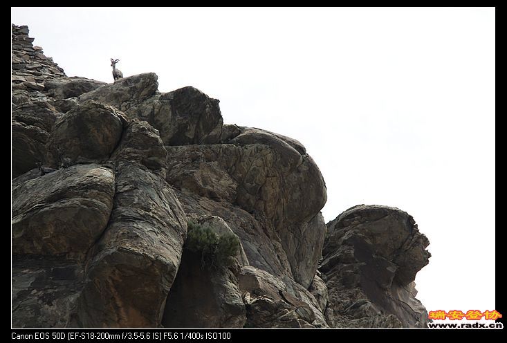 国家二级保护动物--野生岩羊