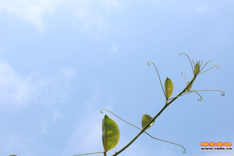 conew_img_7717.jpg
