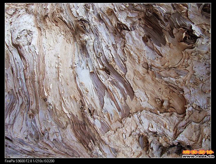 饱经风霜的老树皮