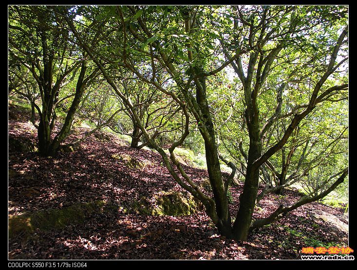 她爷爷的果园，整理的很好！