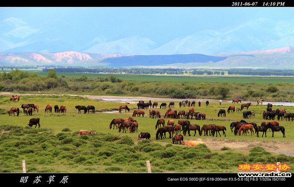 伊犁环线 (524).jpg