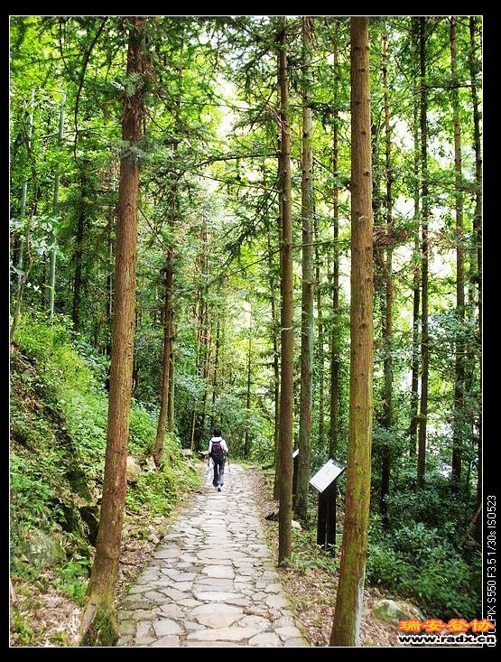 番茄远去的背影