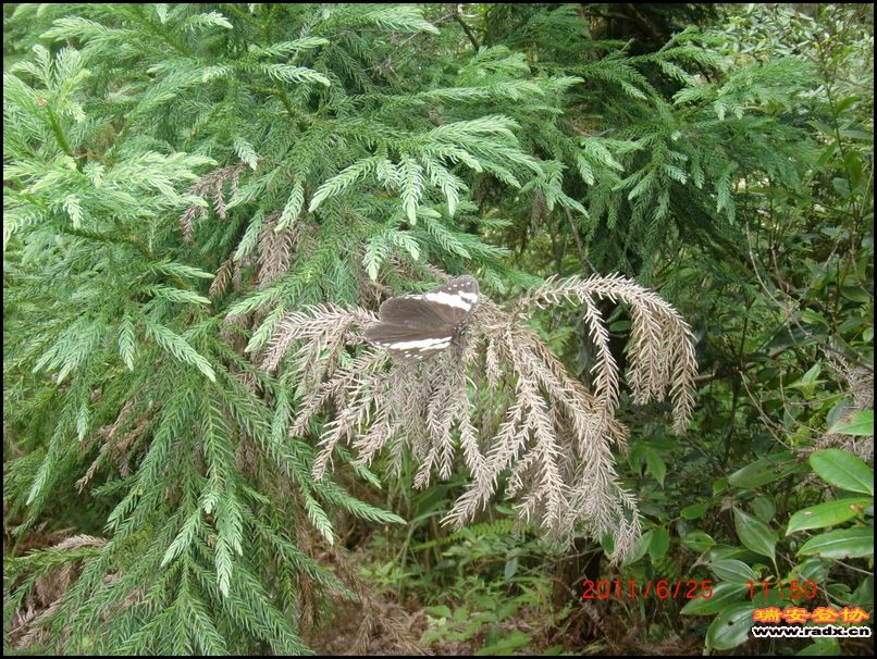 2011,6.25九潭 037.jpg