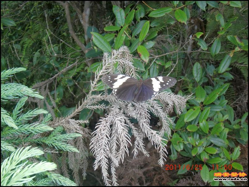 2011,6.25九潭 038.jpg