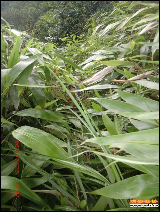 2011,6.25九潭 058.jpg