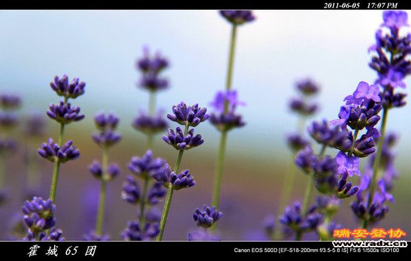 伊犁环线 (152).jpg