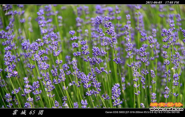 伊犁环线 (148).jpg