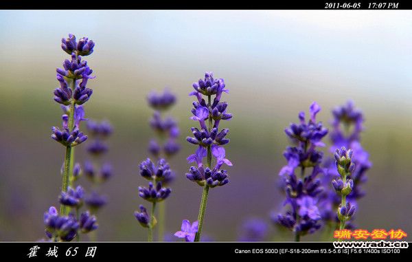 伊犁环线 (153).jpg