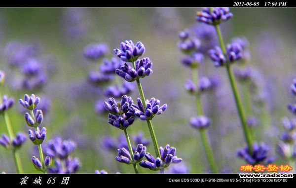 伊犁环线 (150).jpg