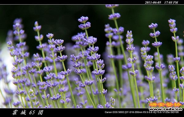 伊犁环线 (149).jpg