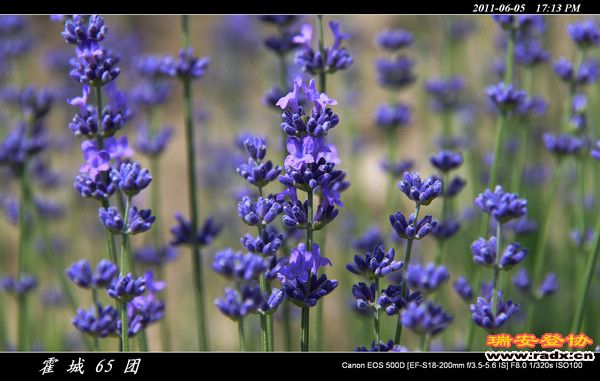 伊犁环线 (159).jpg