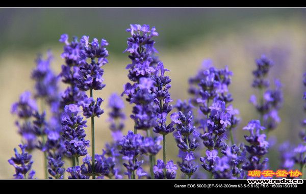 伊犁环线 (166).jpg