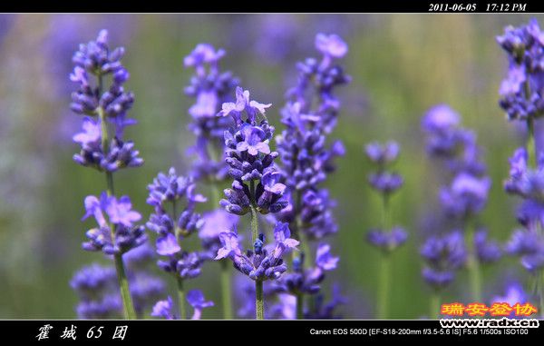 伊犁环线 (158).jpg