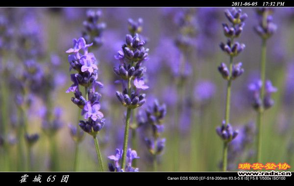 伊犁环线 (164).jpg