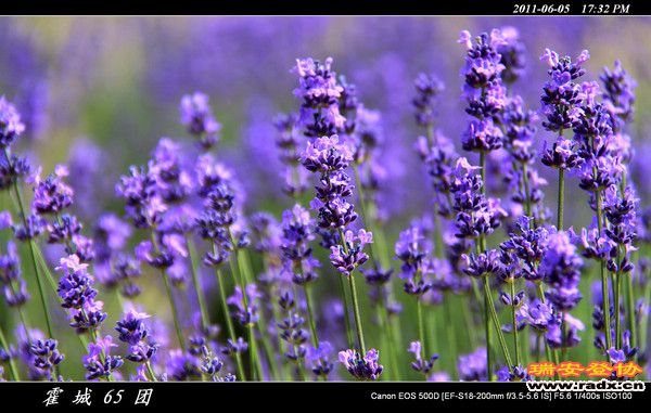 伊犁环线 (165).jpg