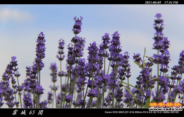 伊犁环线 (167).jpg