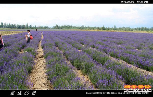 伊犁环线 (178).jpg