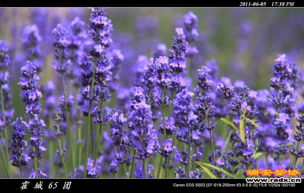 伊犁环线 (169).jpg