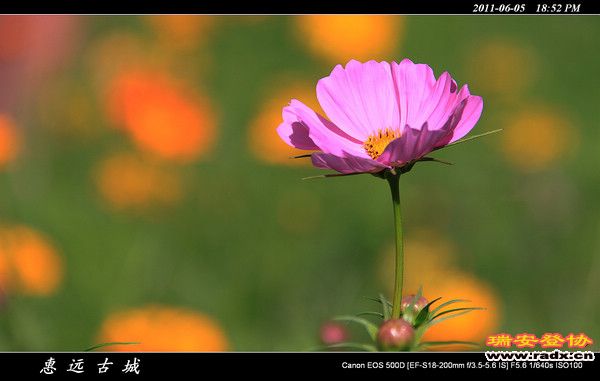 伊犁环线 (217).jpg