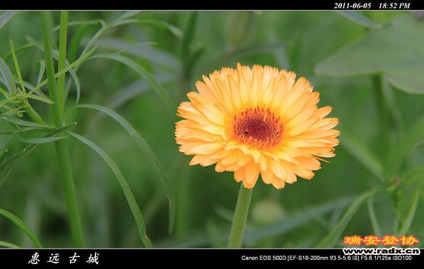 伊犁环线 (215).jpg