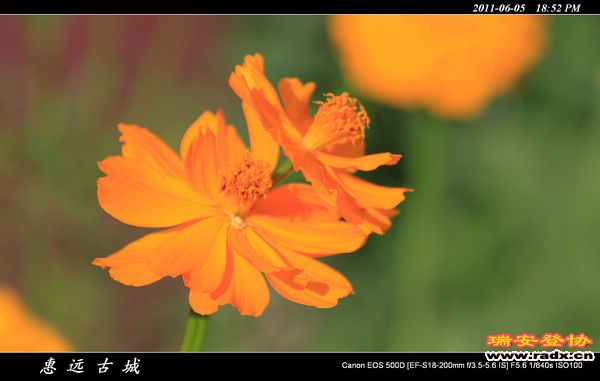 伊犁环线 (214).jpg