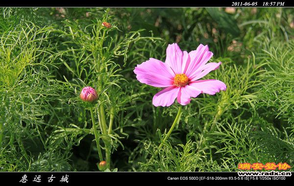 伊犁环线 (222).jpg