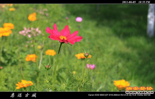 伊犁环线 (220).jpg