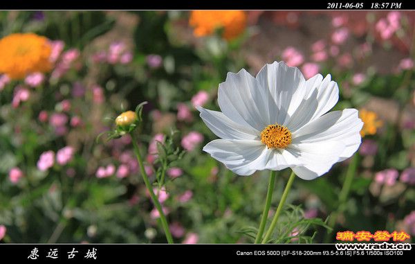 伊犁环线 (223).jpg