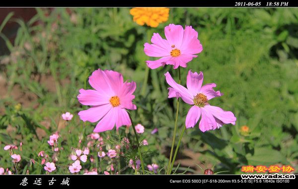 伊犁环线 (225).jpg