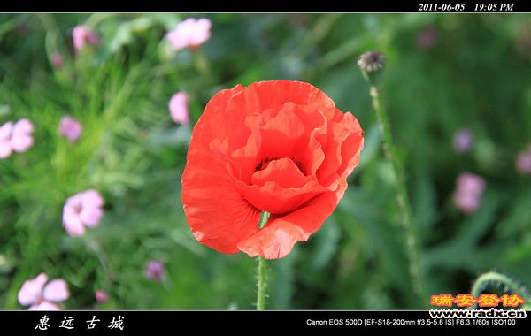 伊犁环线 (236).jpg