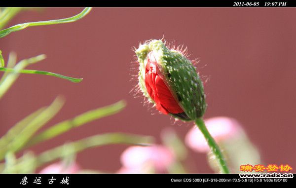 伊犁环线 (239).jpg