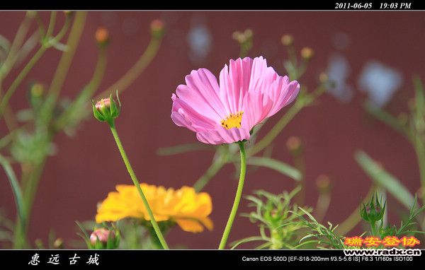 伊犁环线 (234).jpg